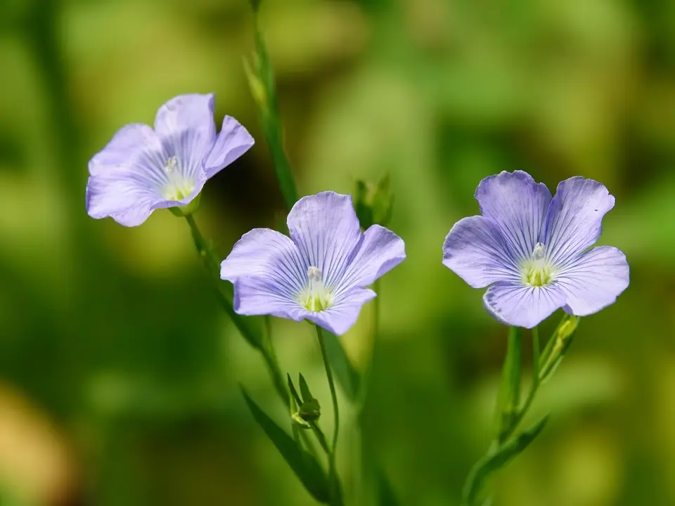 Common Flax (Linum usitatissimum)