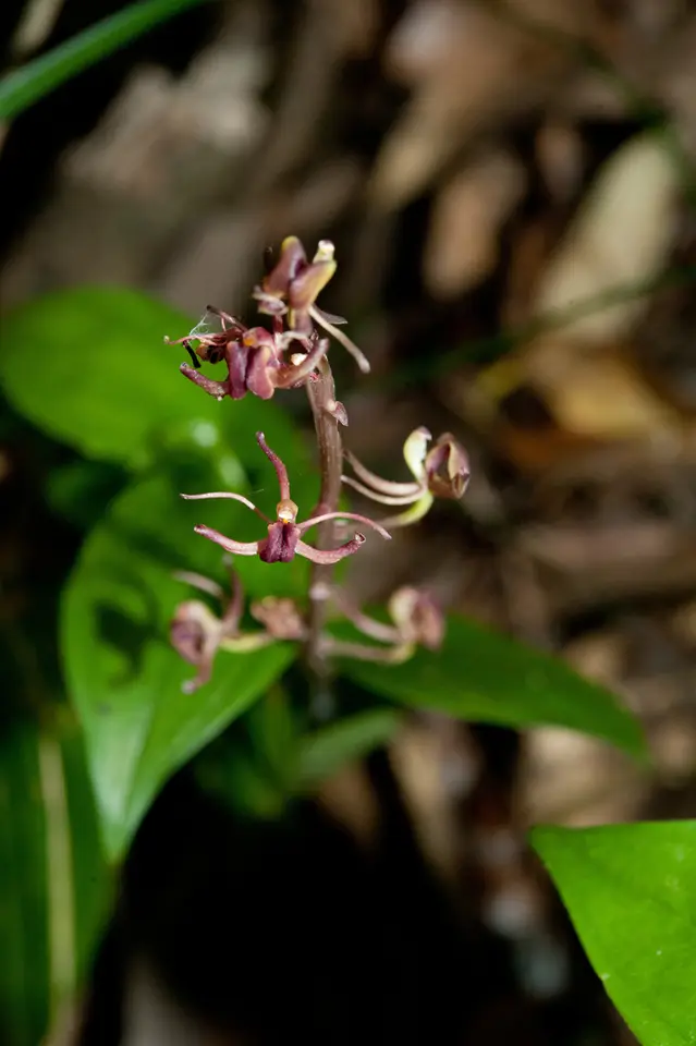Pantropical Widelip Orchid (Liparis nervosa)