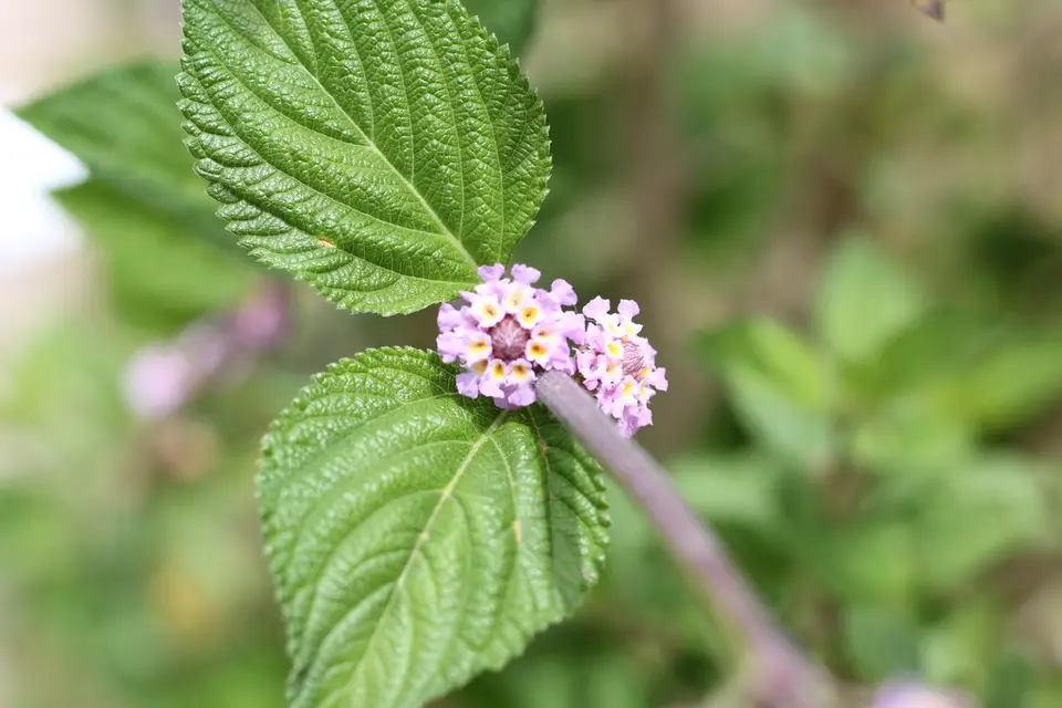 Bushy Lippia (Lippia alba)