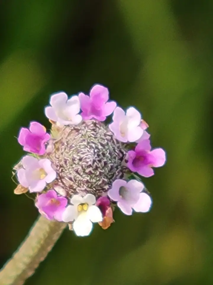 Southern Fogfruit (Lippia stoechadifolia)