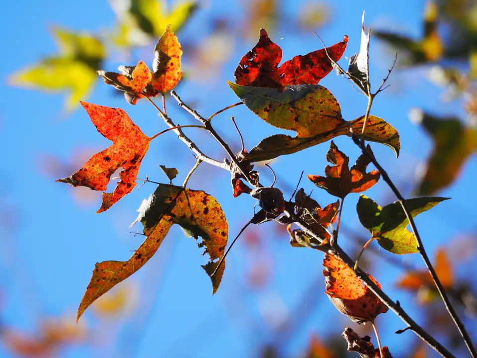 Chinese Sweetgum (Liquidambar formosana)