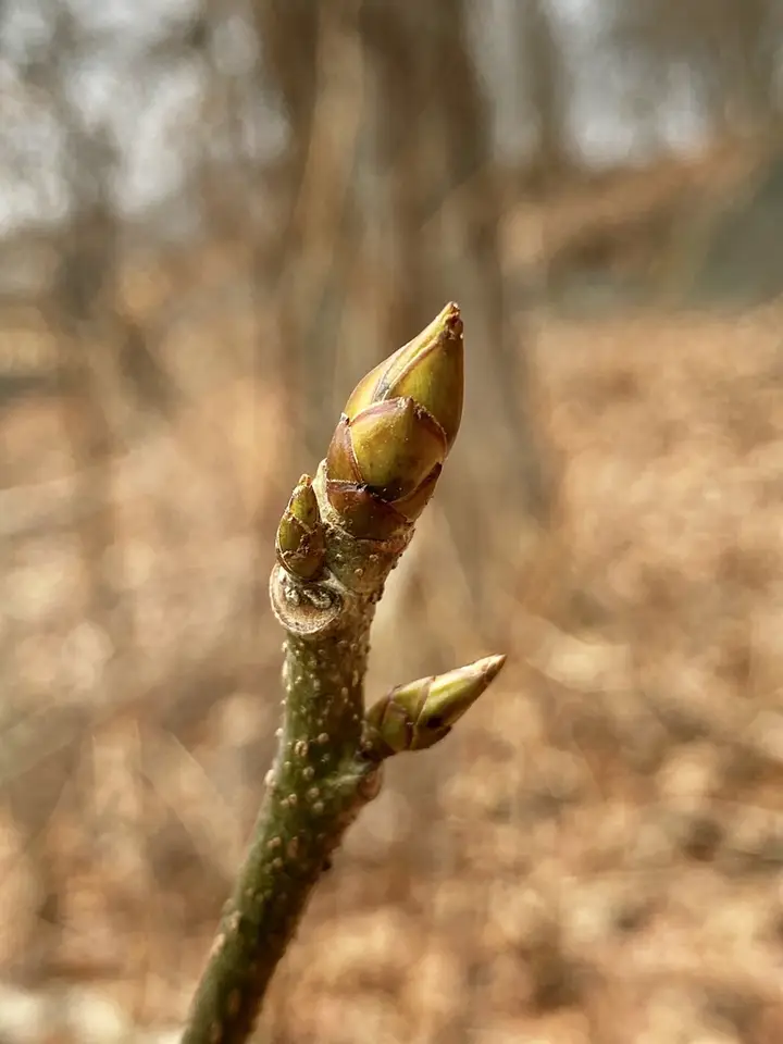 American Sweetgum (Liquidambar styraciflua)