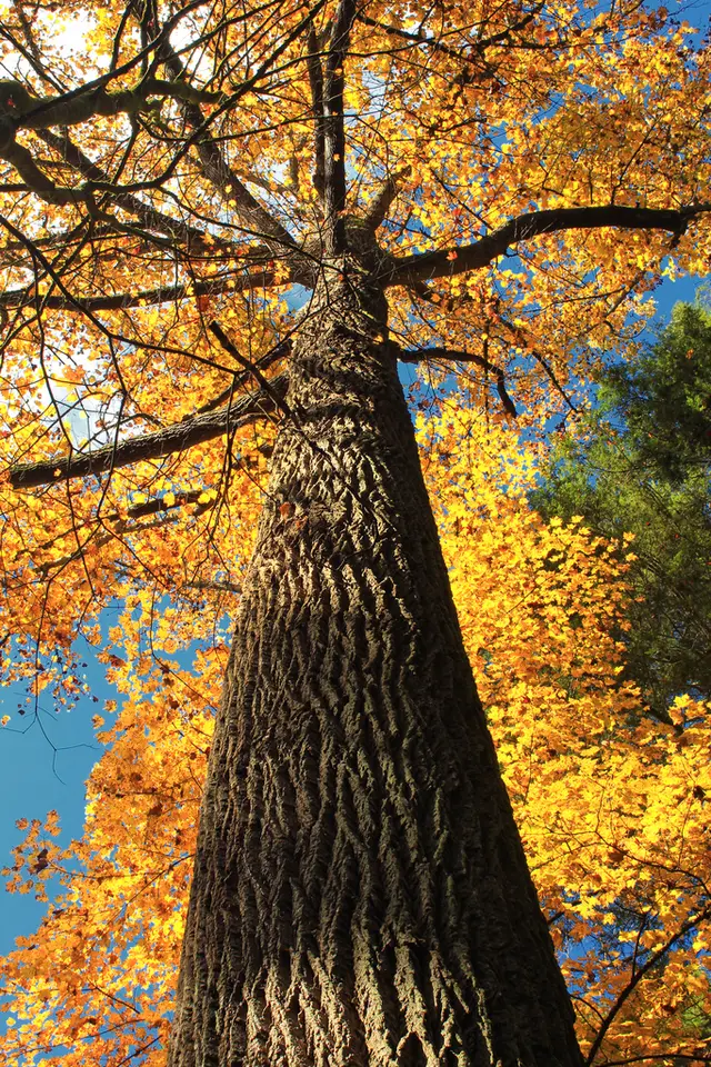 American Tuliptree (Liriodendron tulipifera)
