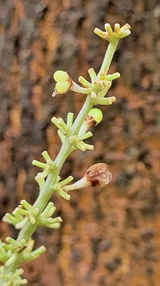 Liriope (Liriope muscari)