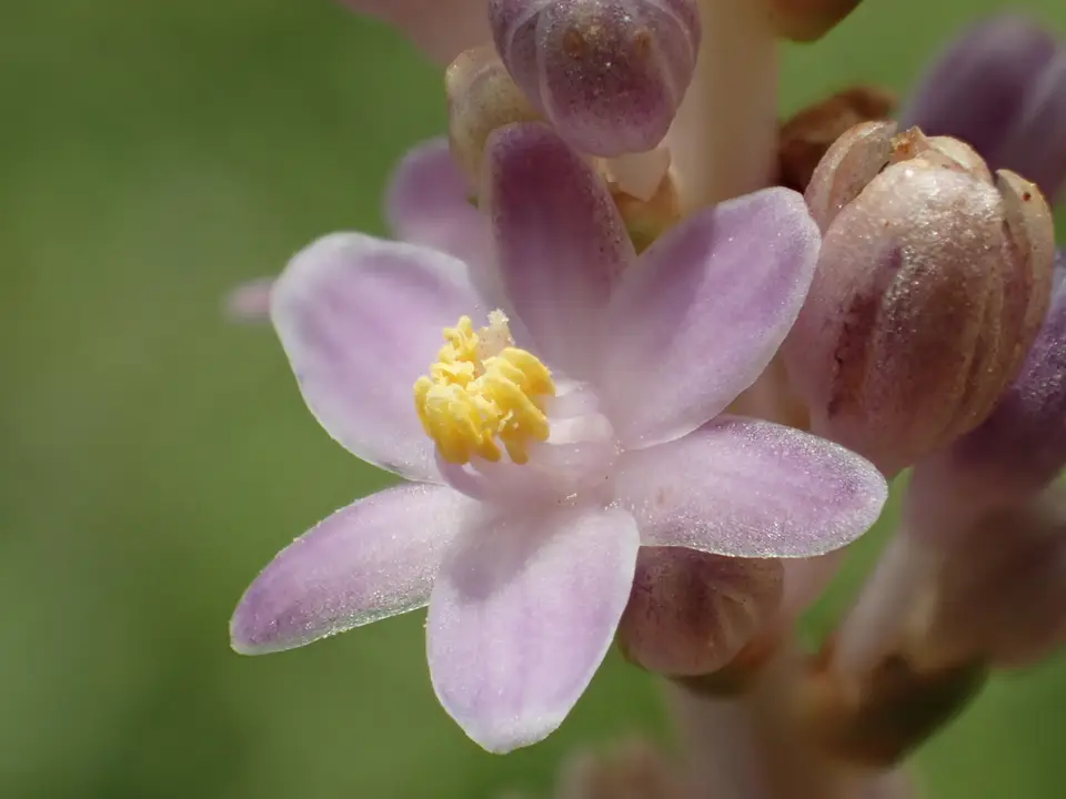 Creeping Lilyturf (Liriope spicata)