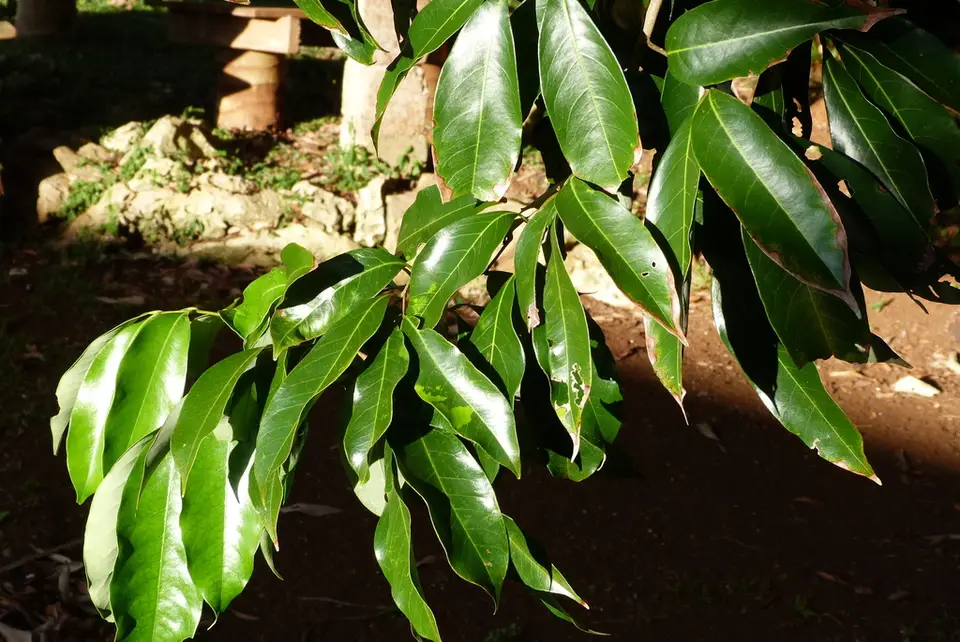 Lychee (Litchi chinensis)
