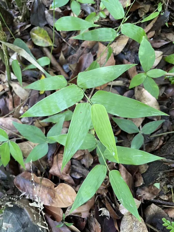 Diente De Perro (Lithachne pauciflora)