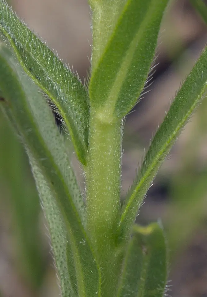 Hairy Puccoon (Lithospermum caroliniense)