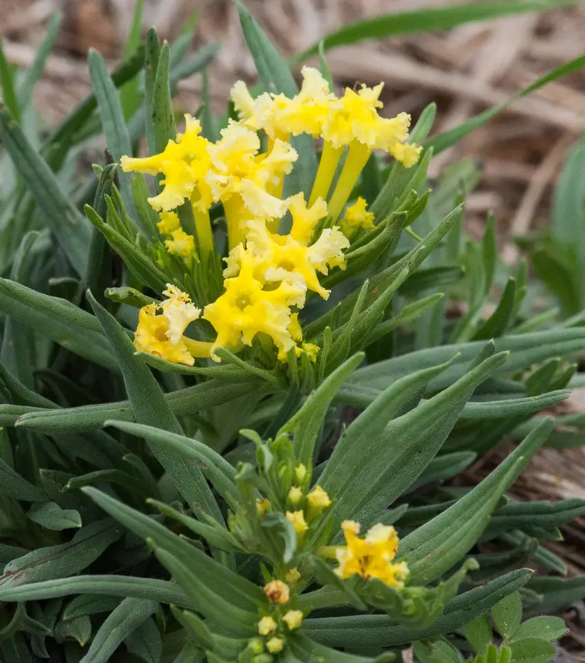 Narrowleaf Puccoon (Lithospermum incisum)