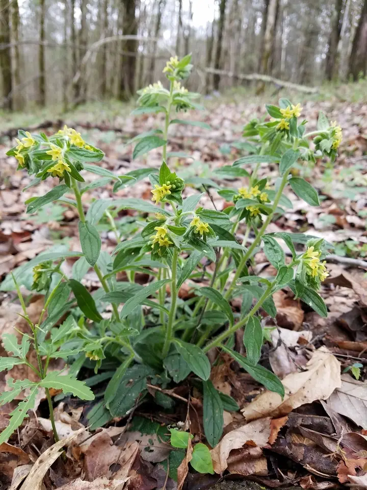 Tuberous Stoneseed (Lithospermum tuberosum)