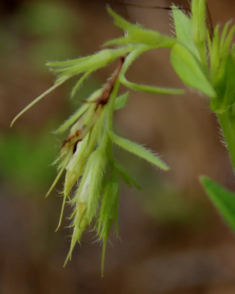 Virginia Marbleseed (Lithospermum virginianum)