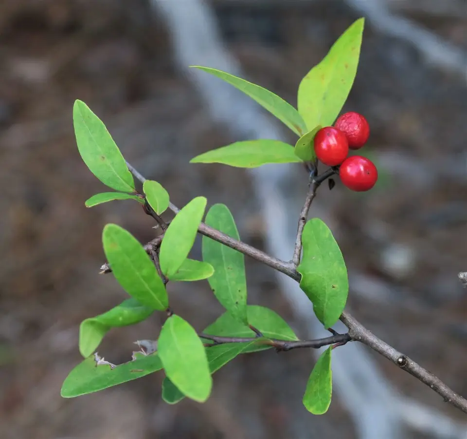 Pondspice (Litsea aestivalis)