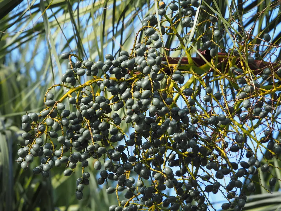 Chinese Fan Palm (Livistona chinensis)