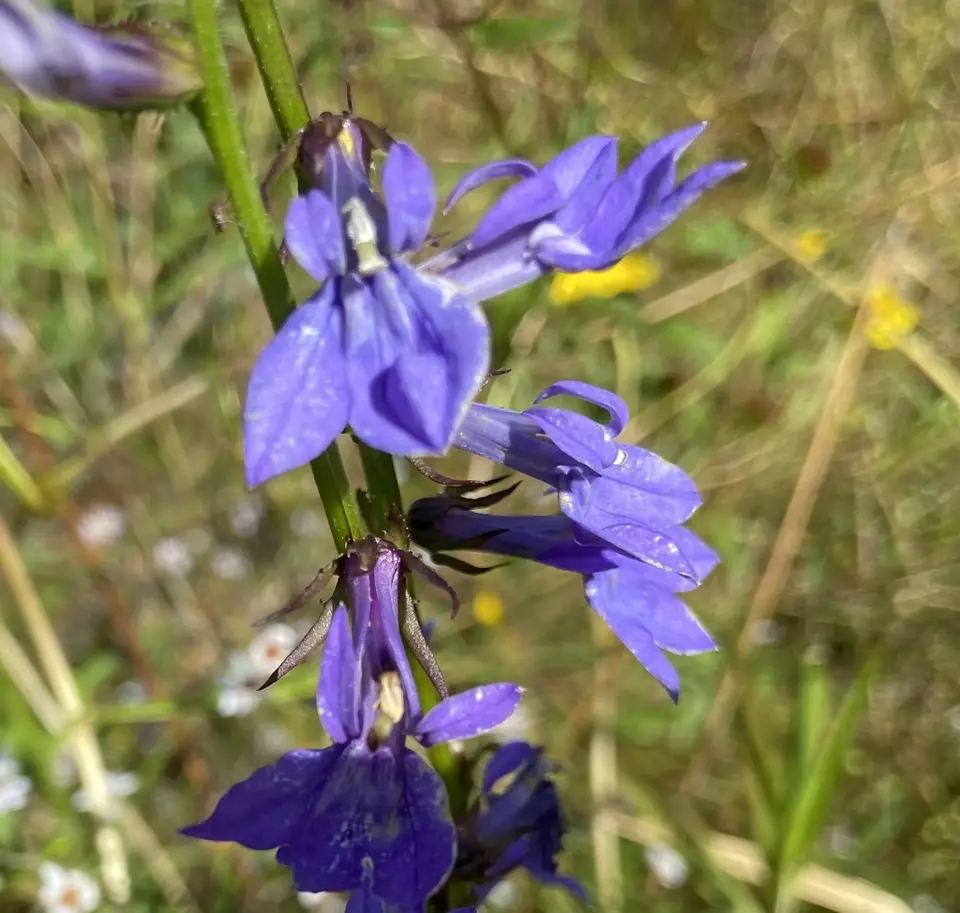 Apalachicola Lobelia (Lobelia apalachicolensis)