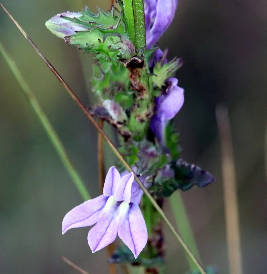 Shortleaf Lobelia (Lobelia brevifolia)