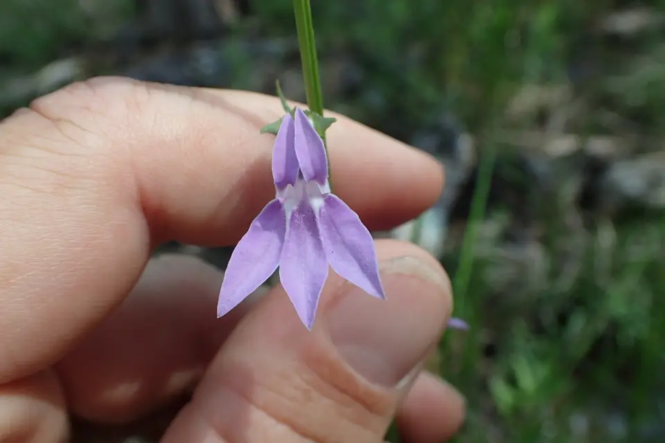 Foldear Lobelia (Lobelia flaccidifolia)