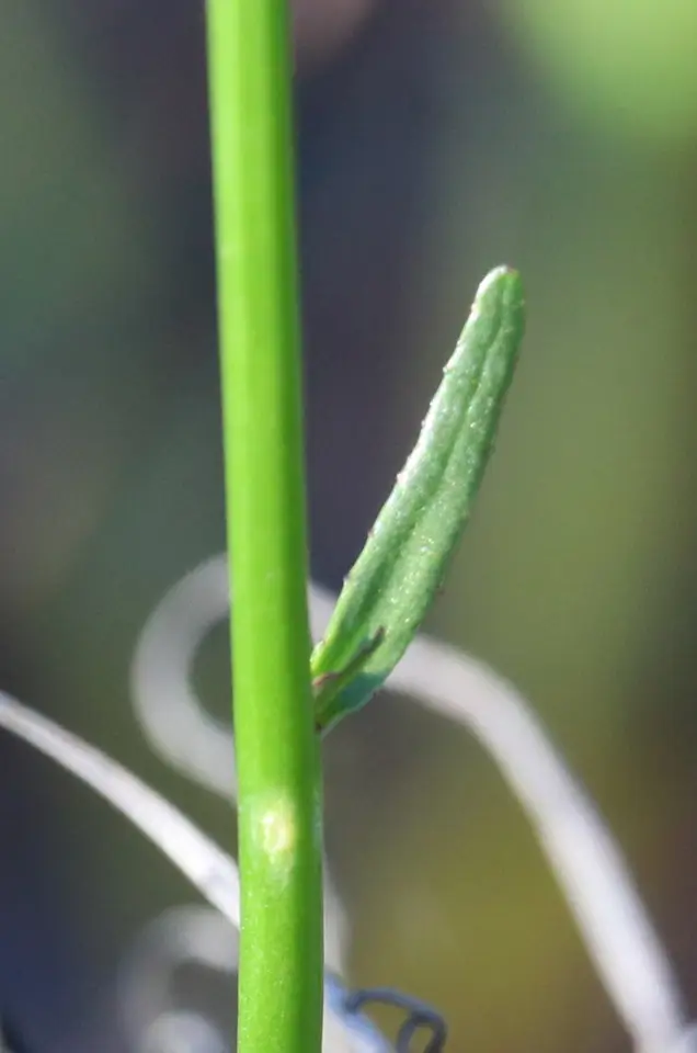 Florida Lobelia (Lobelia floridana)