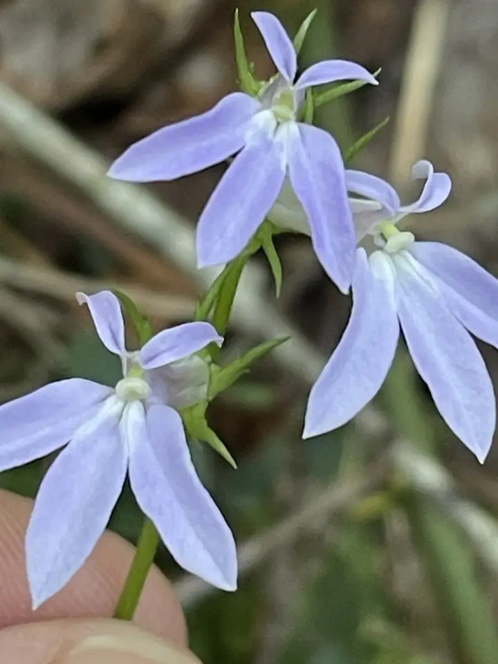 Southern Lobelia (Lobelia georgiana)