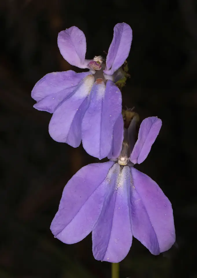 Glade Lobelia (Lobelia glandulosa)