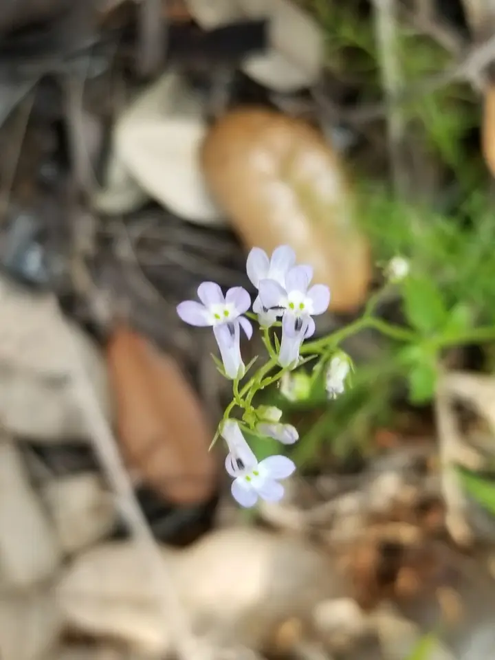 Pineland Lobelia (Lobelia homophylla)
