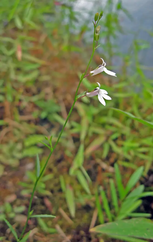 Nuttall's Lobelia (Lobelia nuttallii)