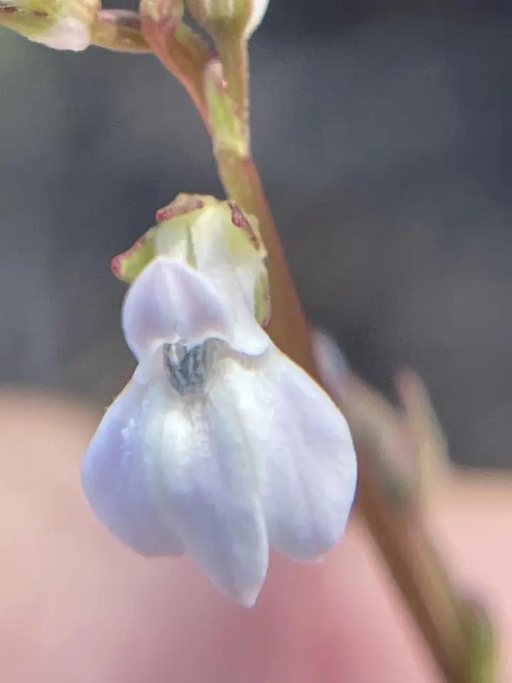 White Lobelia (Lobelia paludosa)
