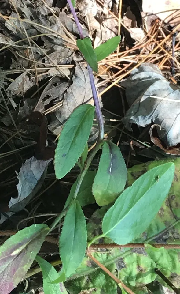 Downy Lobelia (Lobelia puberula)