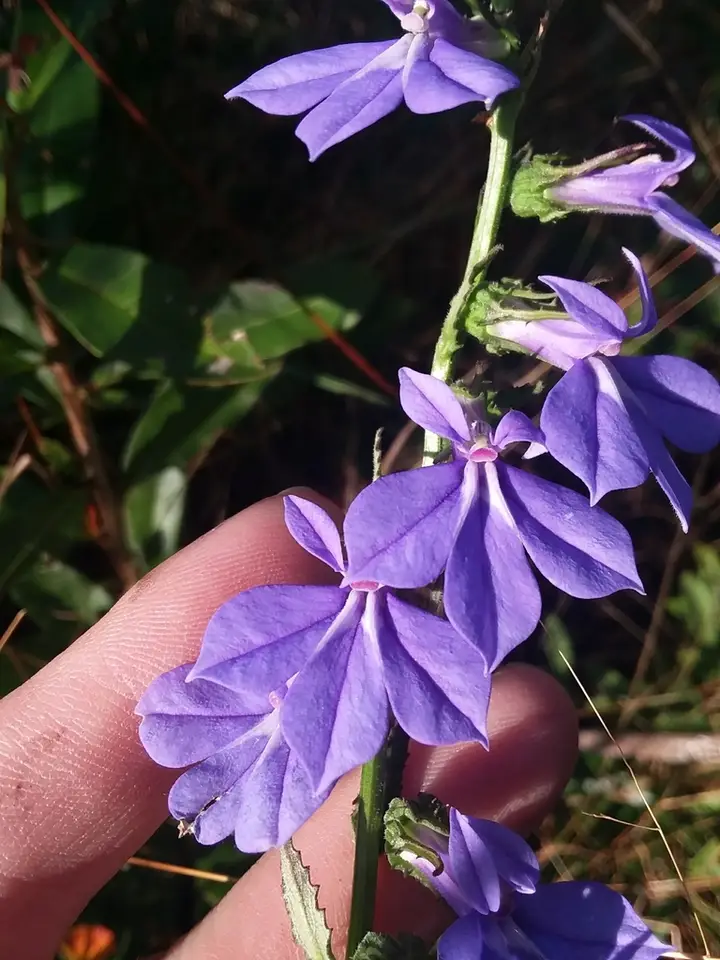 McVaugh's Lobelia (Lobelia rogersii)