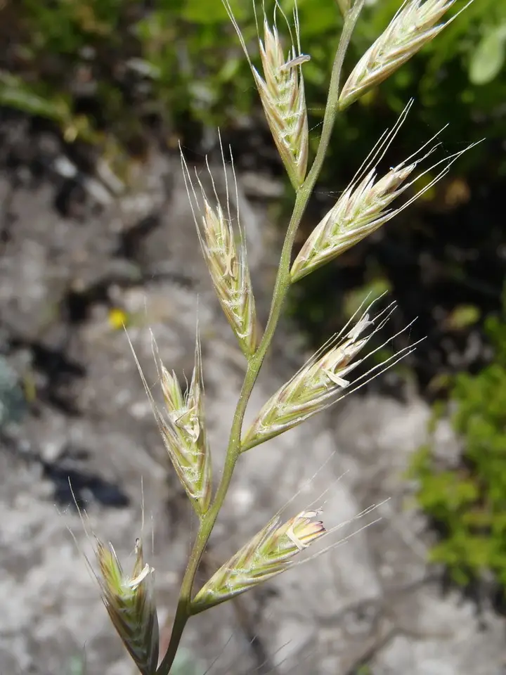 Italian Ryegrass (Lolium multiflorum)