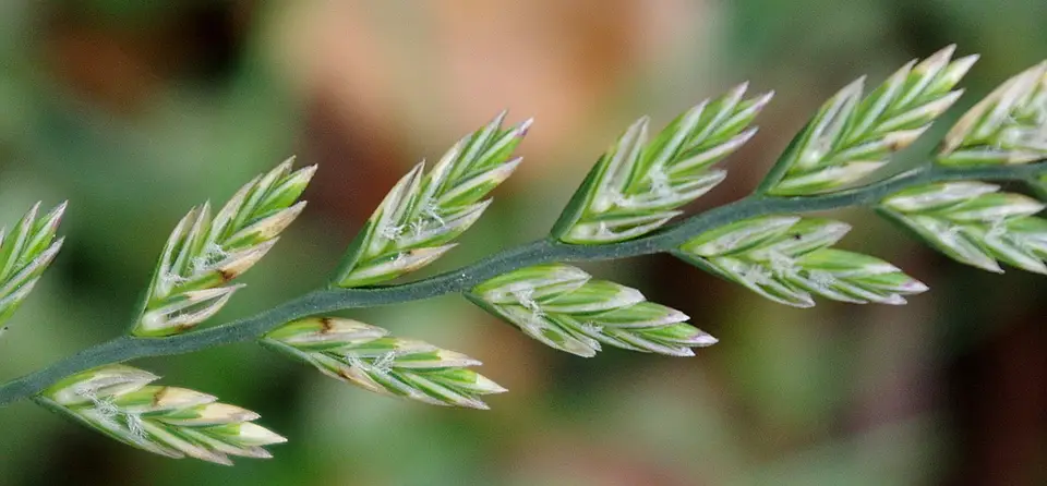 Perennial Ryegrass (Lolium perenne)