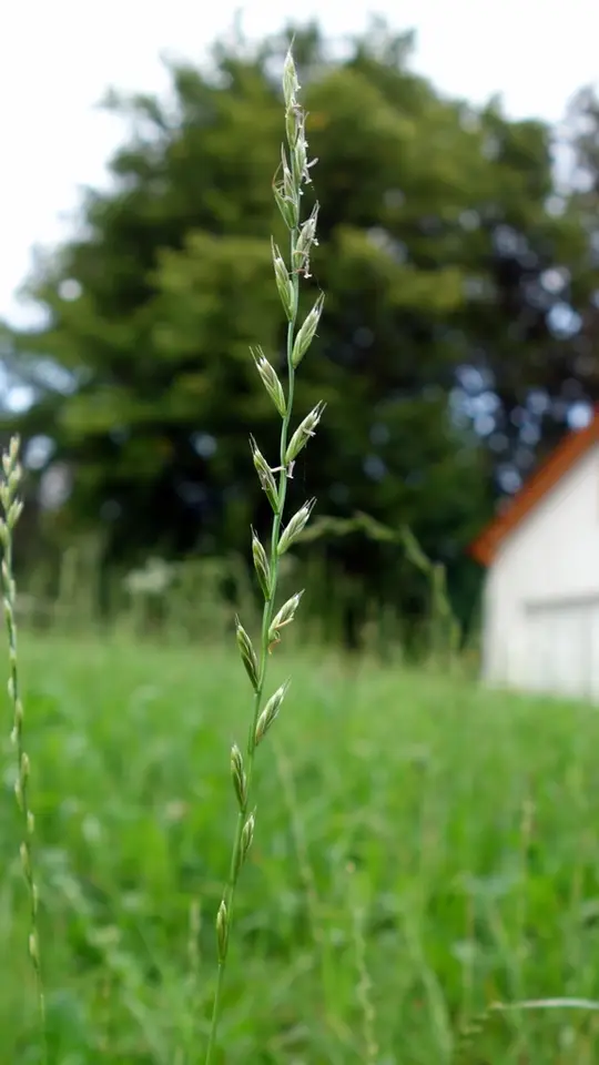 Hybrid Ryegrass (Lolium × boucheanum)