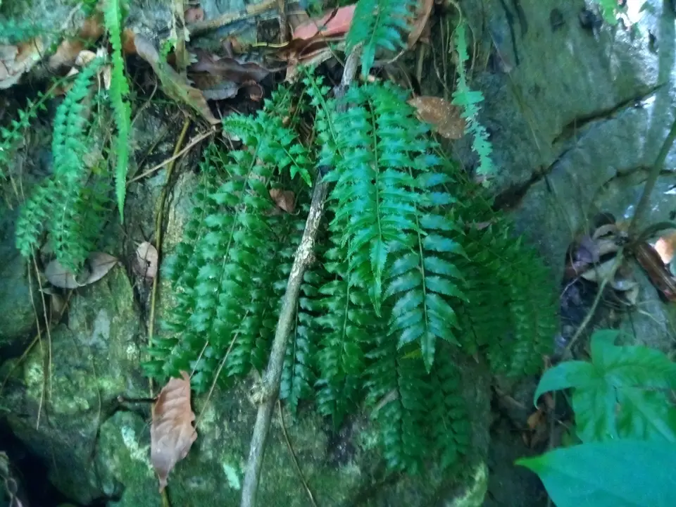 Lomariopsis kunzeana (Lomariopsis kunzeana)