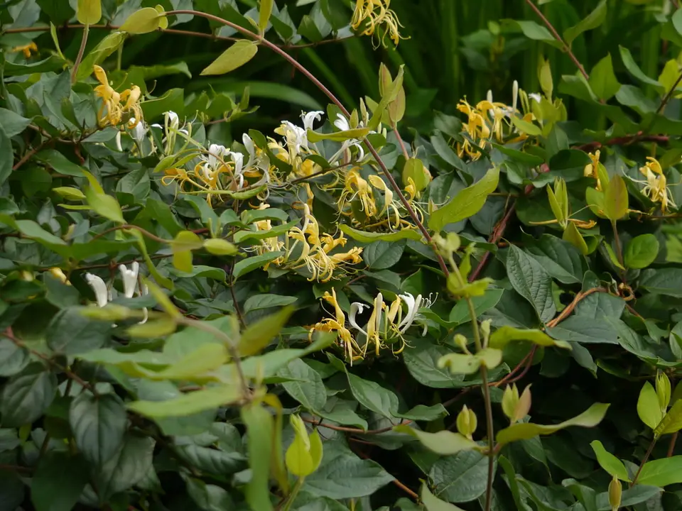 Japanese Honeysuckle (Lonicera japonica)