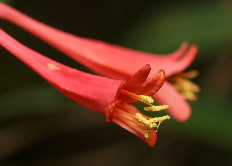 Coral Honeysuckle (Lonicera sempervirens)
