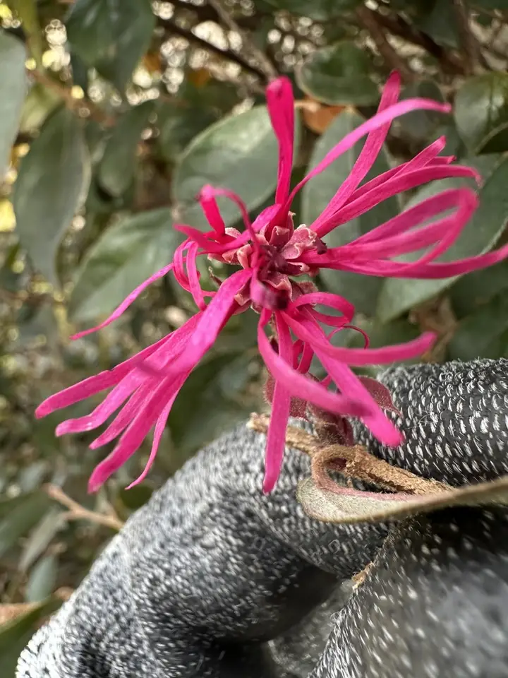 Chinese Fringe Flower (Loropetalum chinense)