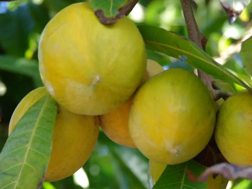 Canistel (Lucuma campechiana)