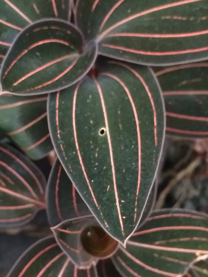 Jewel Orchid (Ludisia discolor)