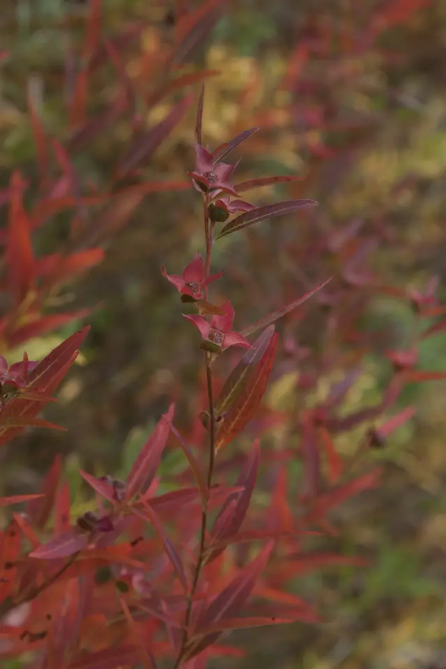 Seedbox (Ludwigia alternifolia)