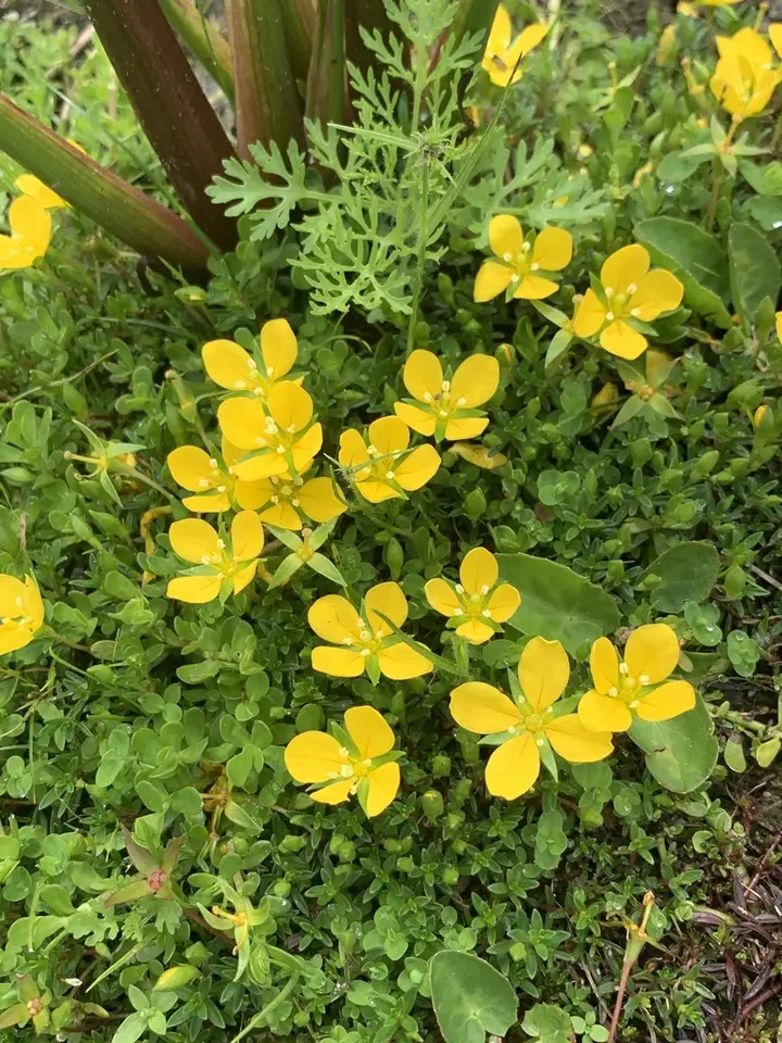 Piedmont Primrose-Willow (Ludwigia arcuata)