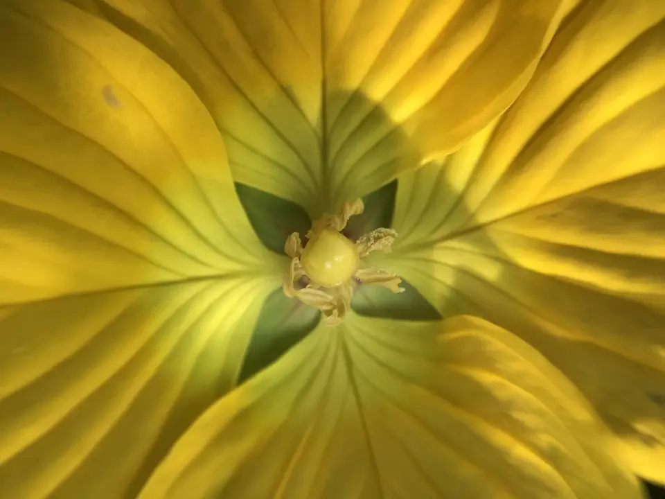 Ludwigia bonariensis (Ludwigia bonariensis)
