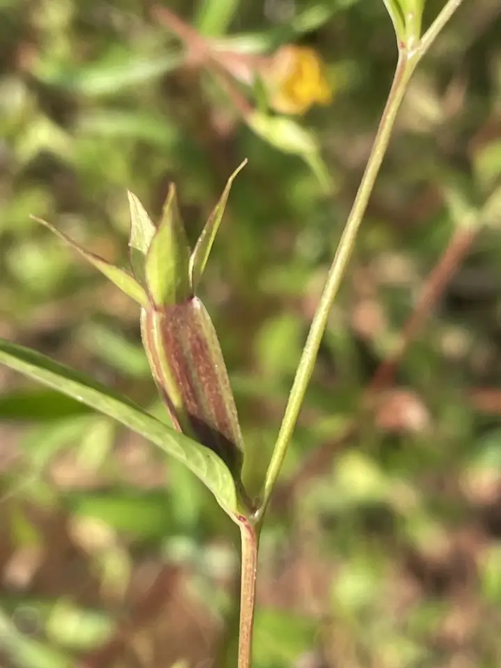 Wingleaf Primrose-Willow (Ludwigia decurrens)