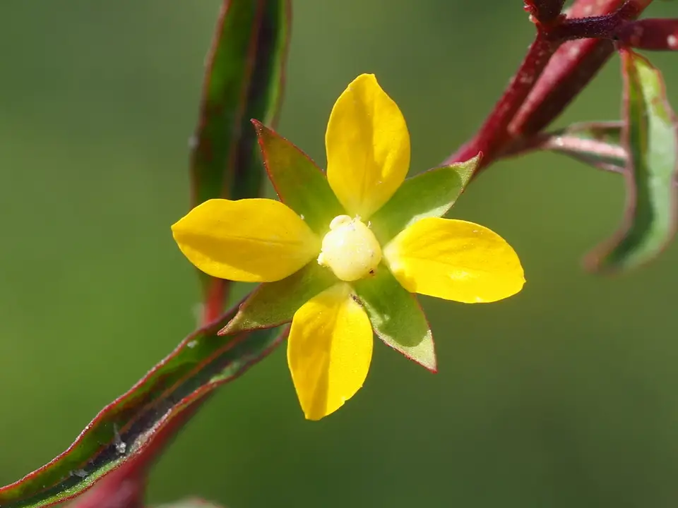 Yerba De Jicotea (Ludwigia erecta)