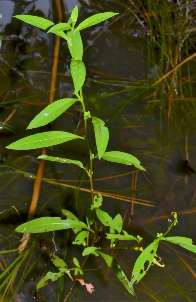 Cylindricfruit Primrose-Willow (Ludwigia glandulosa)