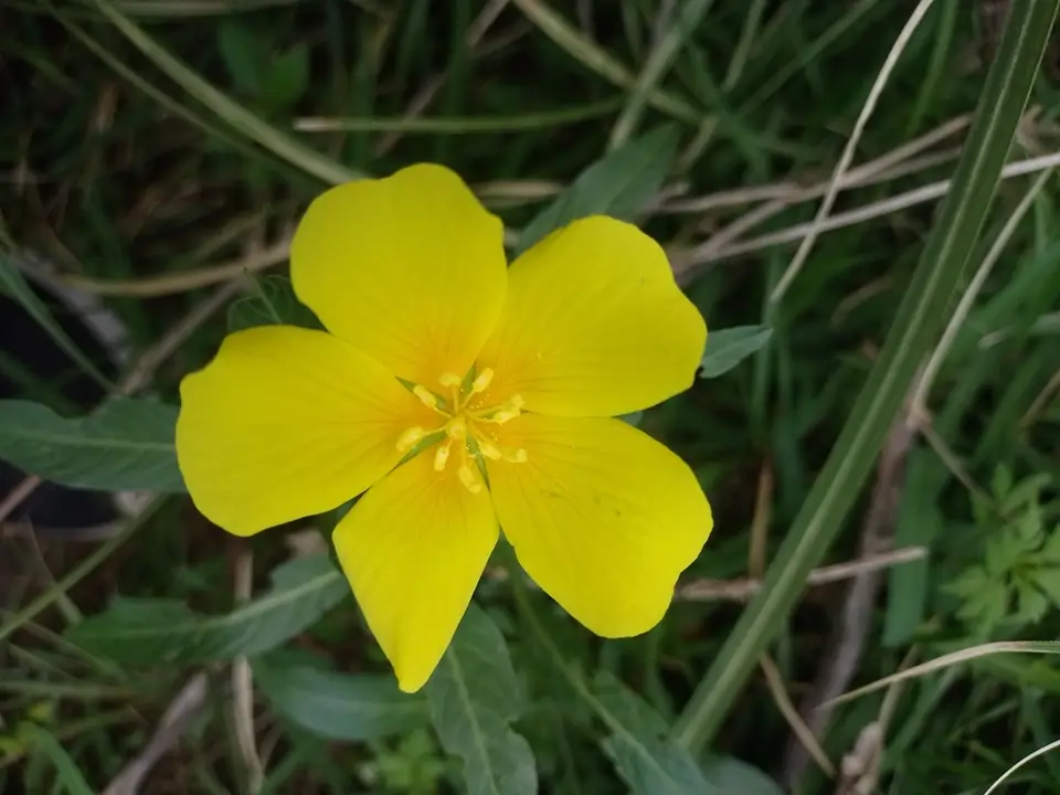 Water Primrose (Ludwigia hexapetala)