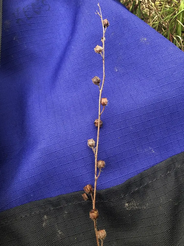 Spindleroot (Ludwigia hirtella)