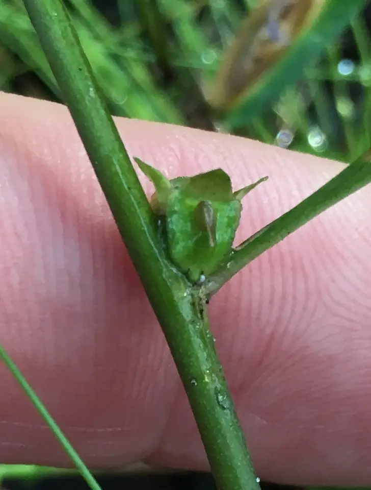 Ludwigia lanceolata (Ludwigia lanceolata)