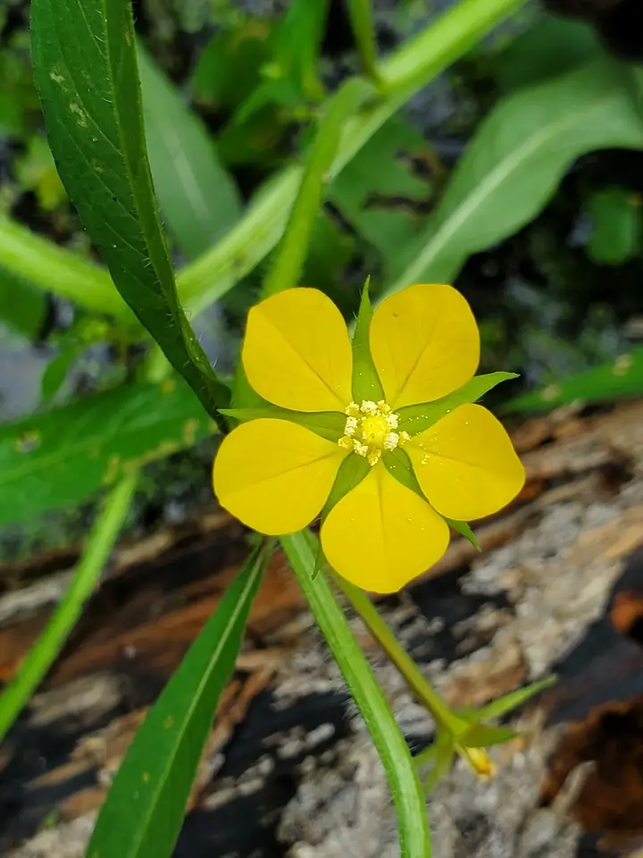 Angle-Stem Primrose-Willow (Ludwigia leptocarpa)