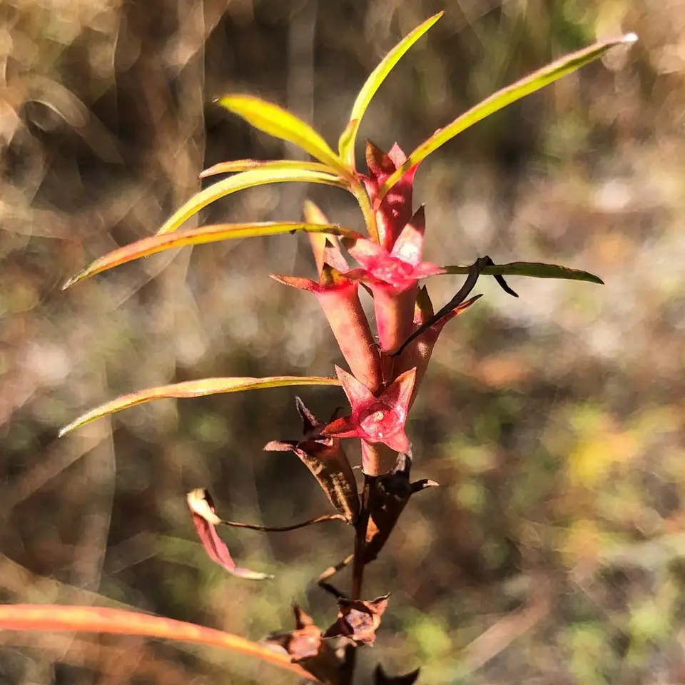Narrowleaf Primrose-Willow (Ludwigia linearis)