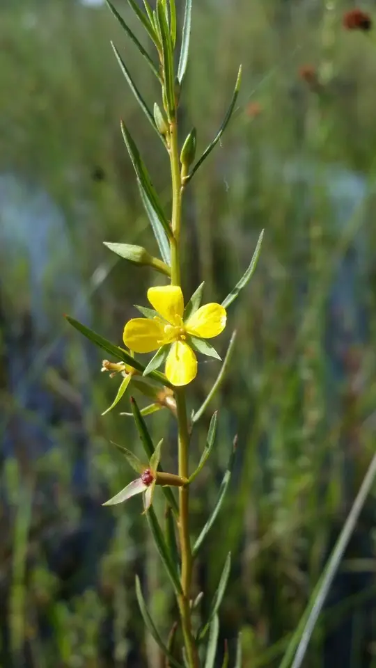 Southeastern Primrose-Willow (Ludwigia linifolia)