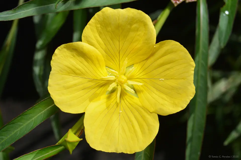 Longleaf Primrose-Willow (Ludwigia longifolia)